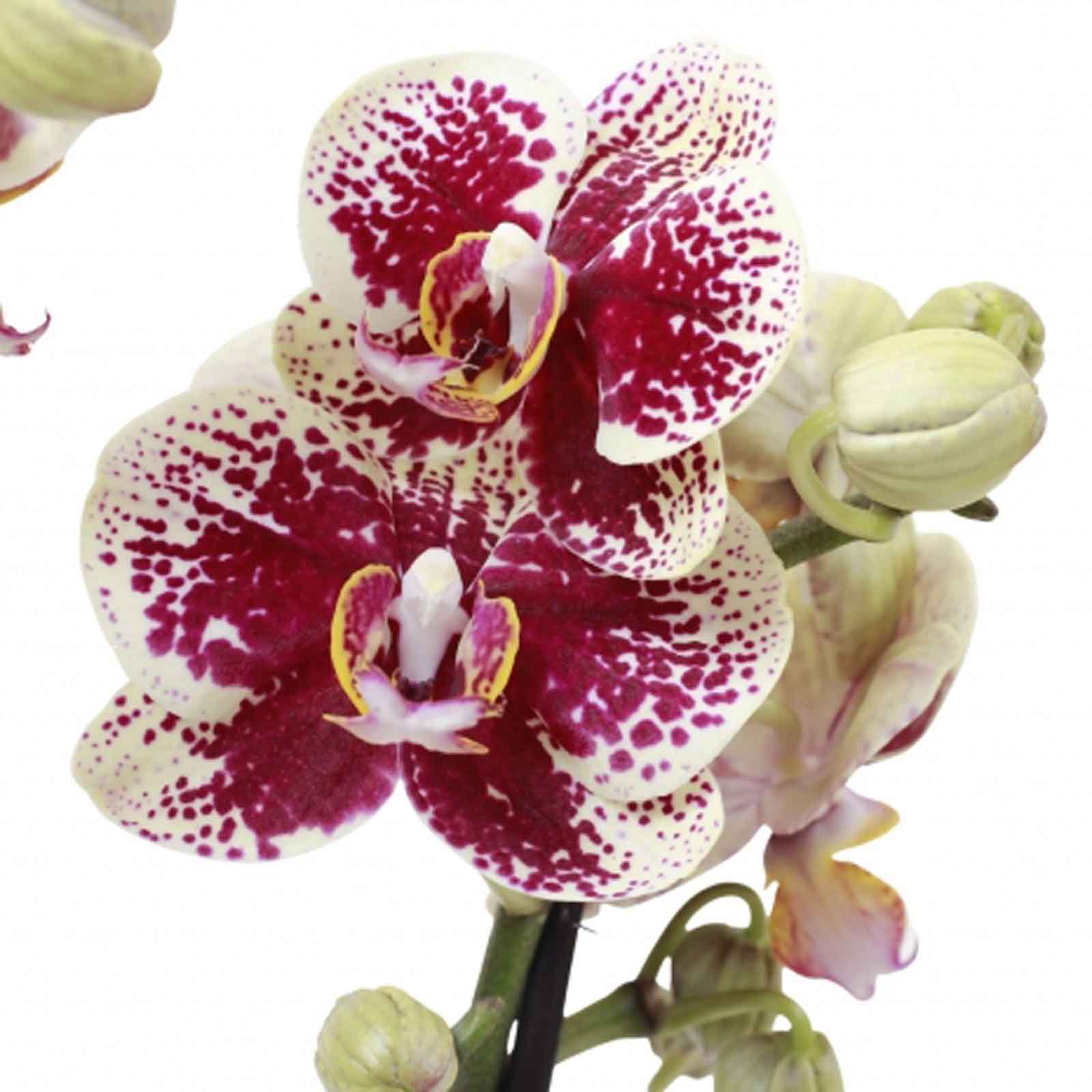orquídea phalaenopsis | phalaenopsis lisa