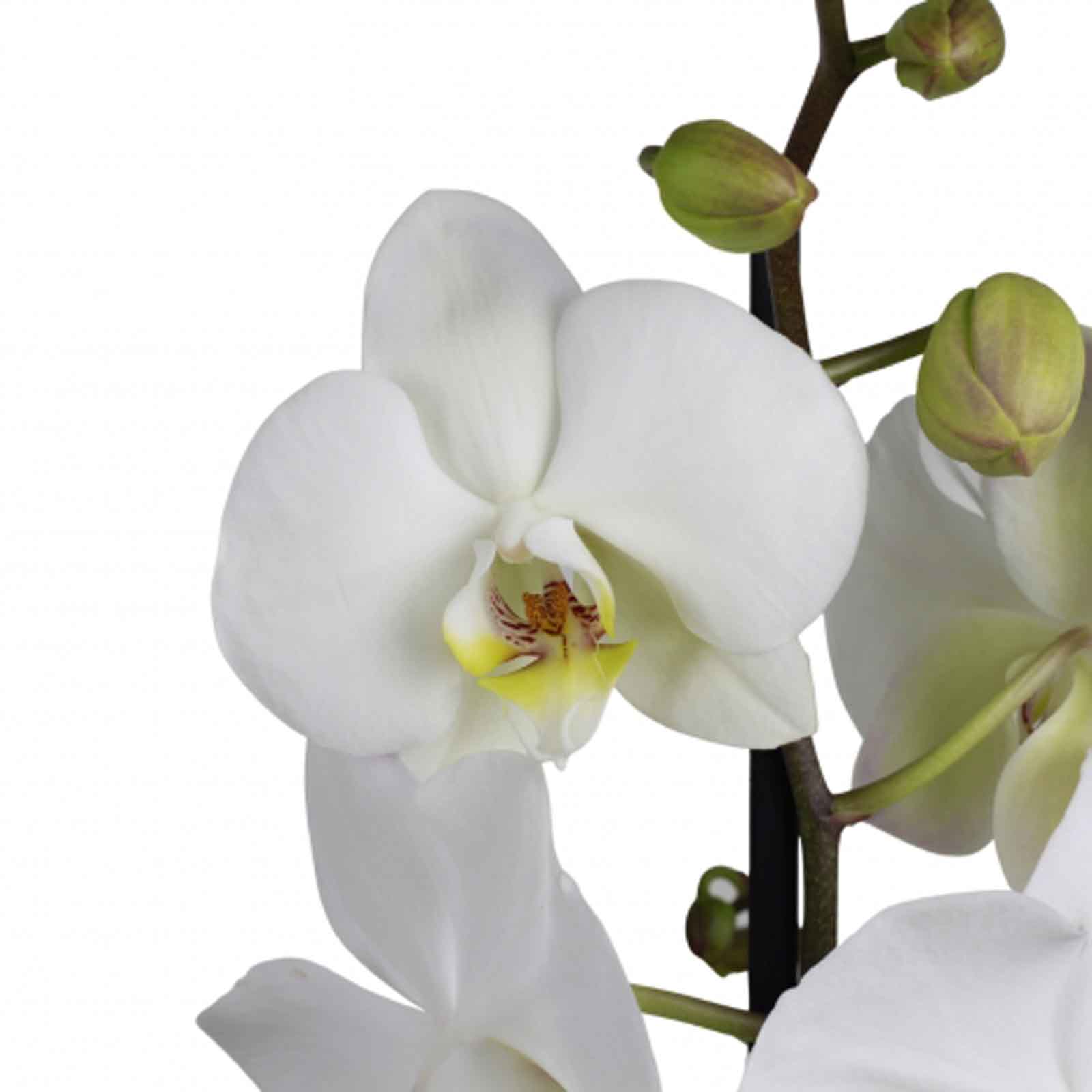orquídea phalaenopsis blanca