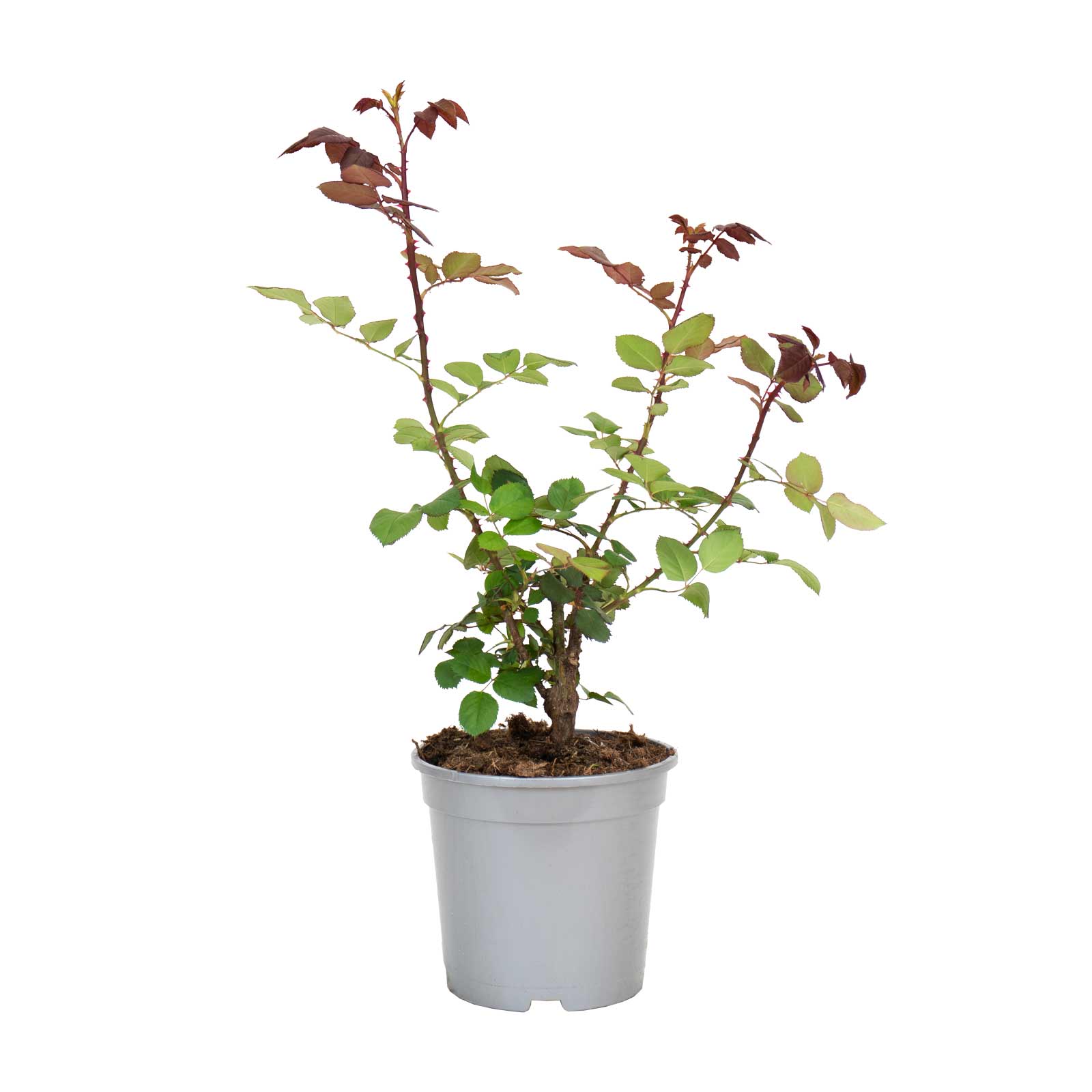 roseira velvet fragrance bioma plants