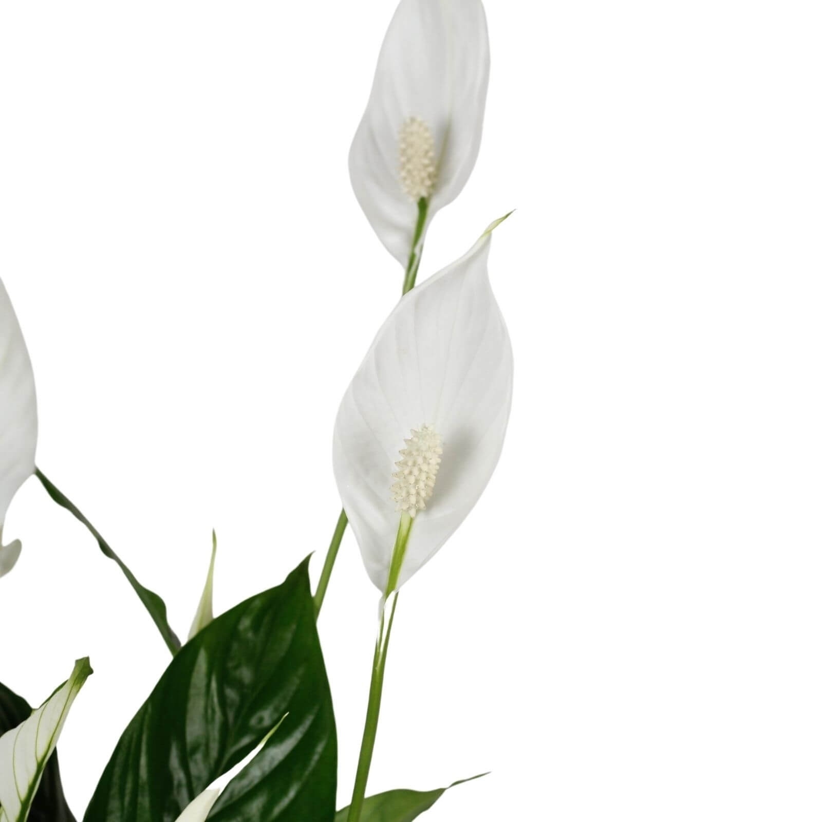 Lírio da Paz | Spathiphyllum vivaldi | Bioma Plants