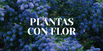 Plantas con Flor