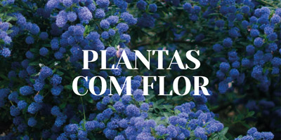 Plantas com Flor
