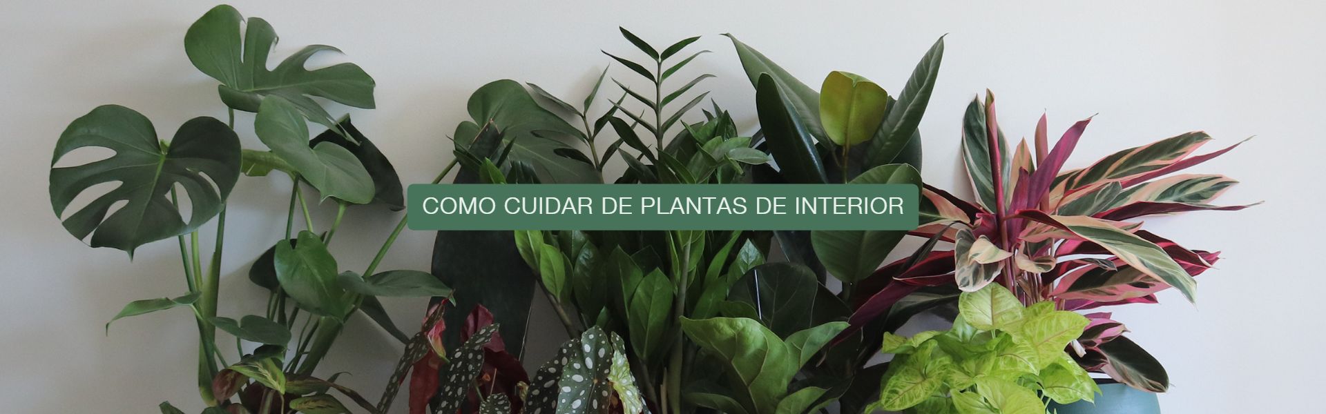 Cuidar plantas de interior