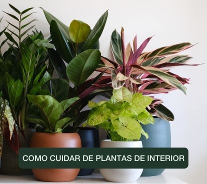 cuidados basicos com plantas de interior bioma plants