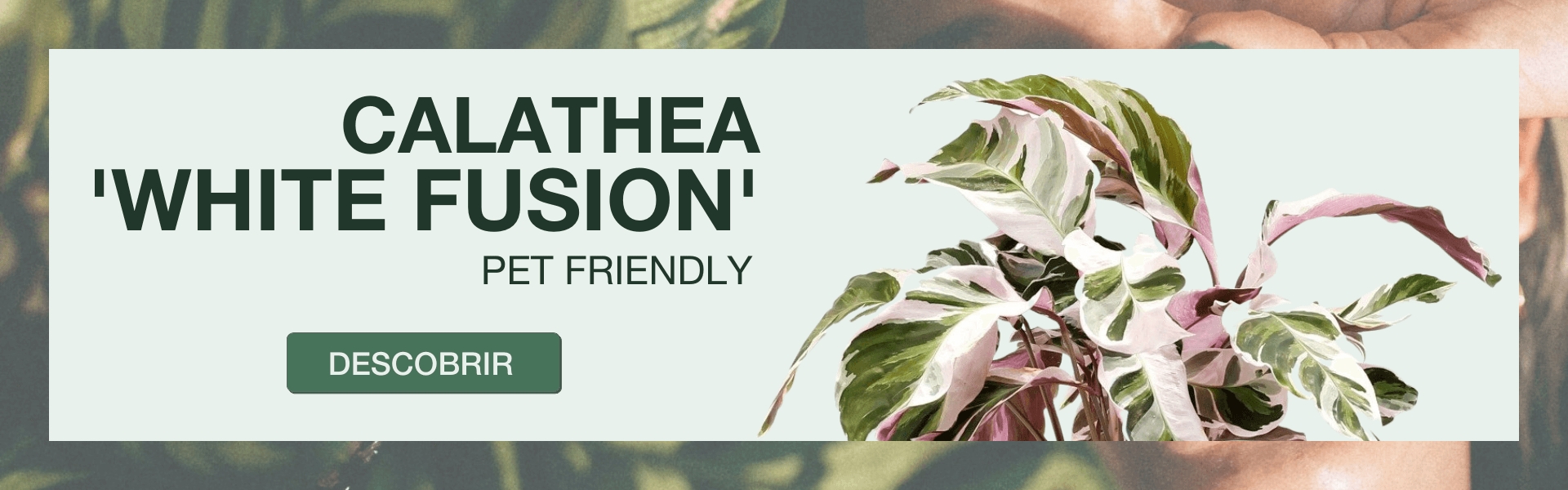 calathea white fusion | bioma plants