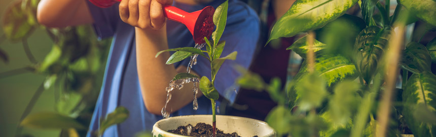 transplantar plantas bioma plantas mudar planta de vaso