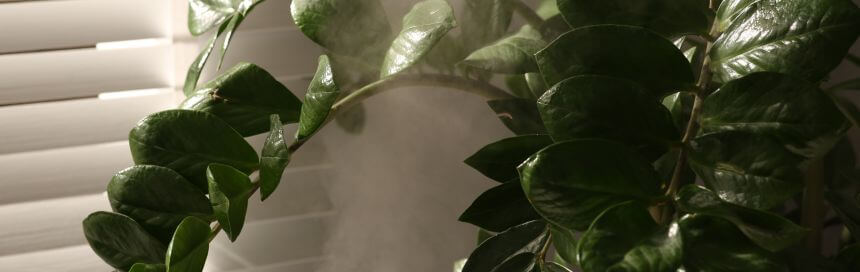 zamioculcas zamiifolia resolver problema humidade com plantas de interior bioma plants